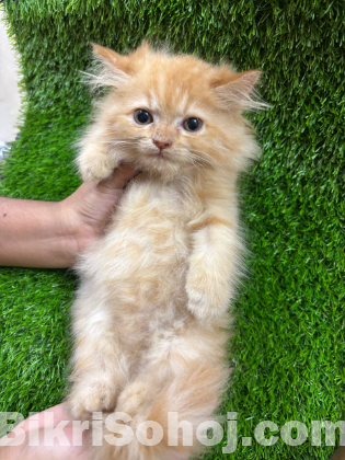 Persian Kittens for Sale – Male & Female